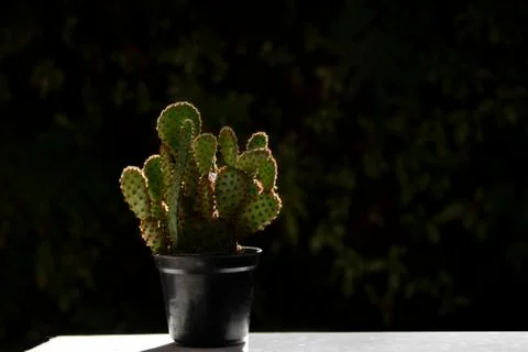 Cactus in pot Stock Photos