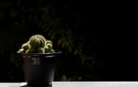 Cactus in pot Stock Photos