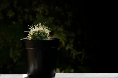 Cactus in pot Stock Photos