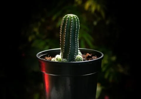 Cactus in pot Stock Photos