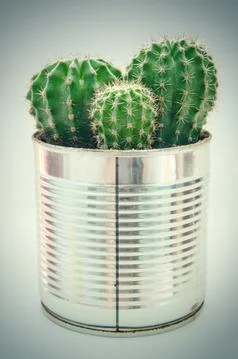 Cactus in pot Stock Photos