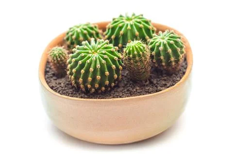 Cactus in pot Stock Photos
