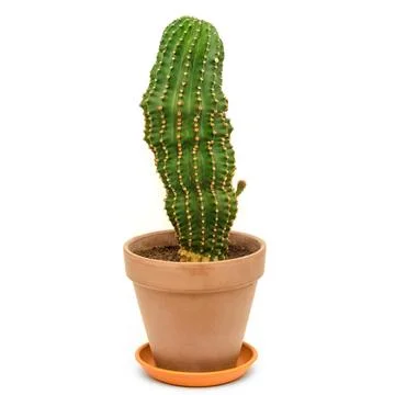 Cactus in pot Stock Photos