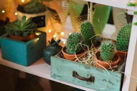 Cactus in a pot Stock Photos