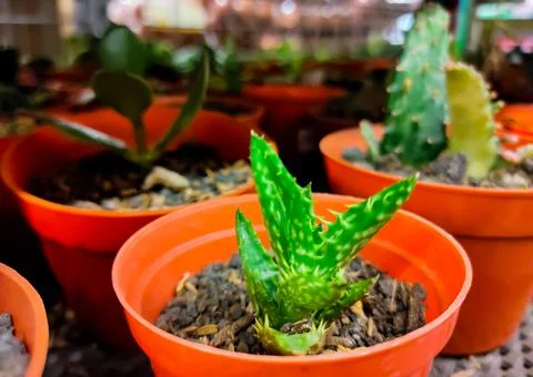 Cactus in the pot Stock Photos
