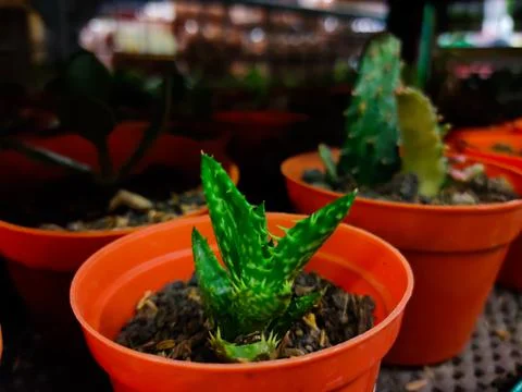 Cactus in the pot Stock Photos