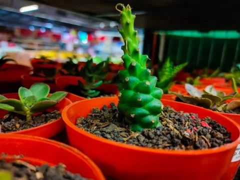 Cactus in the pot Stock Photos