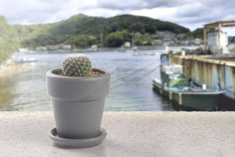 Cactus pot Foto stock