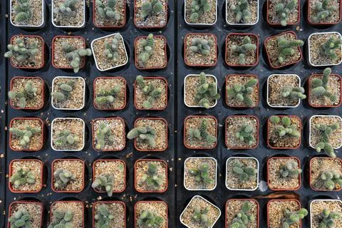 Cactus in pot Stock Photos