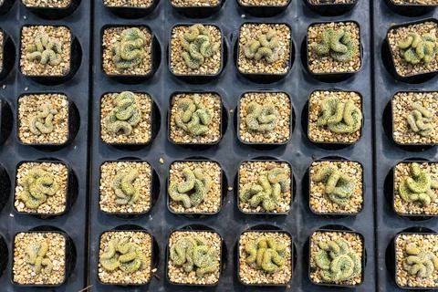 Cactus in pot Stock Photos