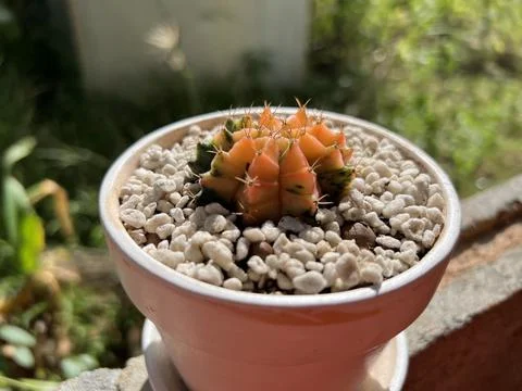 Cactus pot. Stock-Fotos