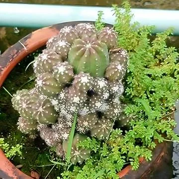 A cactus in a pot. Stock Photos