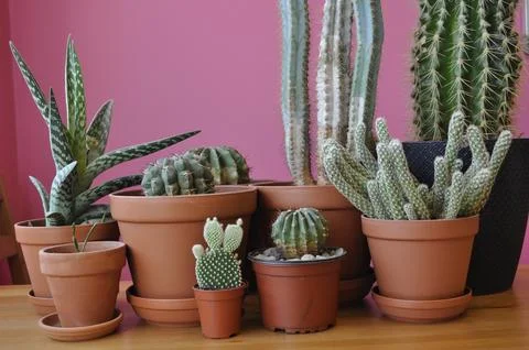 Cactus in a pot Stock Photos