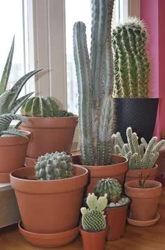 Cactus in a pot Stock Photos