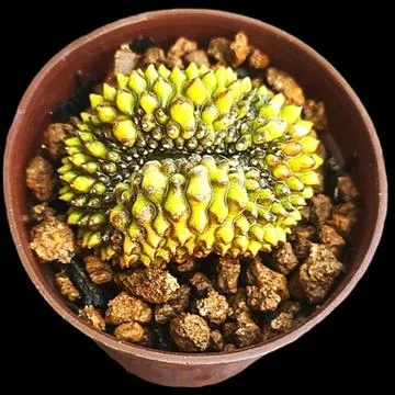 A cactus in a pot. Stock Photos