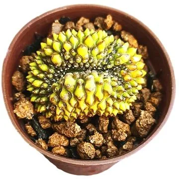 A cactus in a pot. Stock Photos