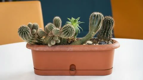 Cactus in a pot Stock Photos