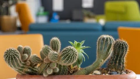 Cactus in a pot Stock Photos