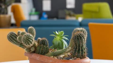 Cactus in a pot Stock Photos