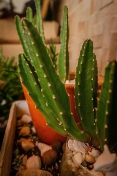 Cactus in a Pot Stock Photos