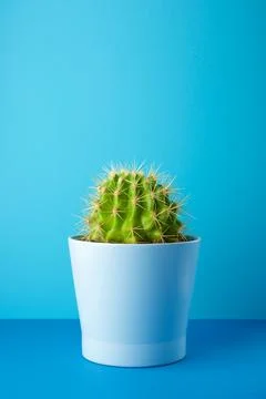 Cactus in a pot Fotos de archivo