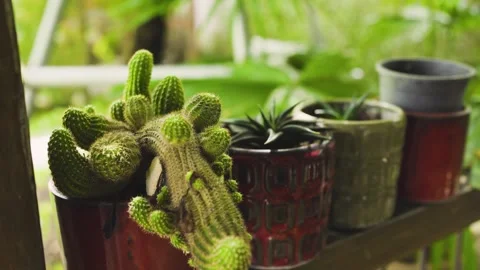 Cactus in a pot placed in the backyard. Stock Footage 252427548
