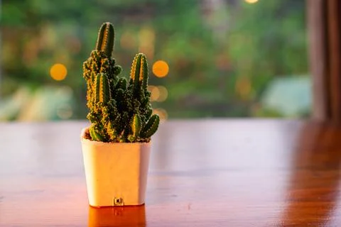 The cactus in the pot placed on the table Stock Photos