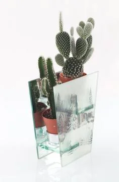 Cactus Pot Plants Stock Photos