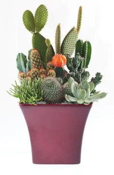 Cactus Pot Plants Stock Photos