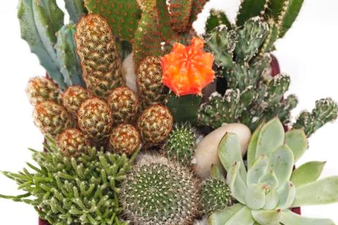 Cactus Pot Plants Stock Photos