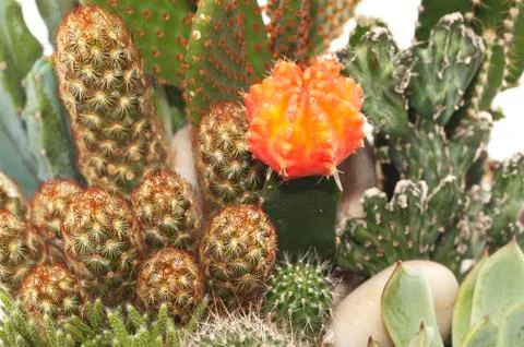 Cactus Pot Plants Stock Photos