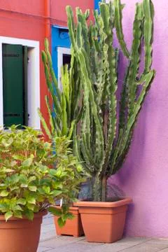 Cactus Pot Plants Stock Photos