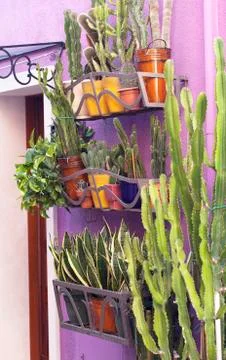 Cactus Pot Plants Stock Photos