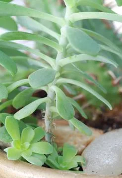 Cactus Pot Plants Stock Photos
