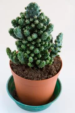 Cactus Pot Plants Stock Photos