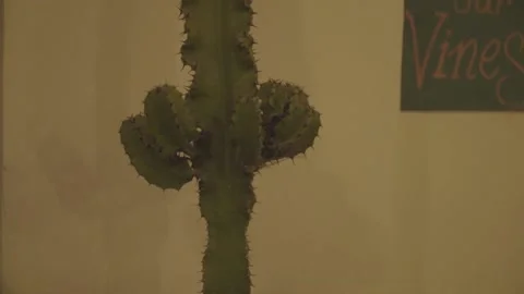 Cactus in a pot (s-log 2) Stock Footage 159972667