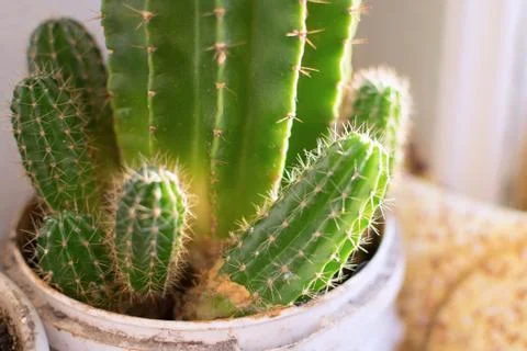 Cactus in pot with sunlight on window sill closeup Stock Photos