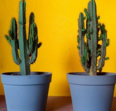 Cactus in a Pot on a Table 스톡 사진