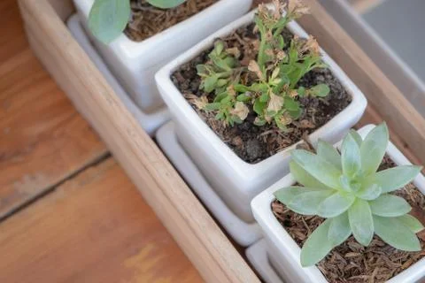 Cactus in a pot on the table tree close up Stock Photos