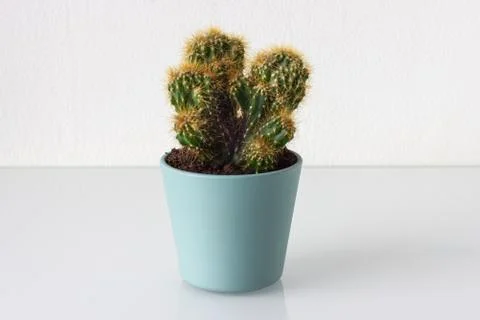 Cactus in a pot on the table. White background. Stock Photos