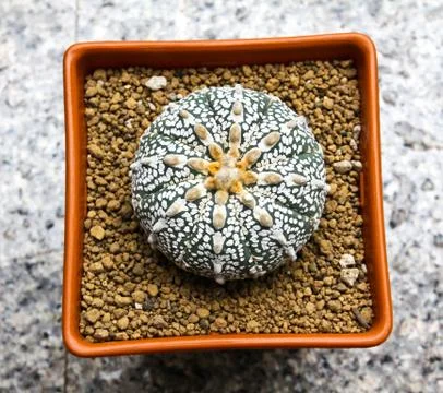 Cactus in a pot top view Stock Photos