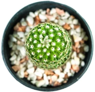 Cactus in pot on white background Stock Photos