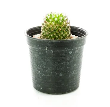 Cactus in pot on white background Foto stock