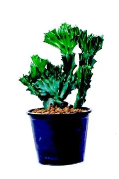 Cactus in pot on white background Stock Photos