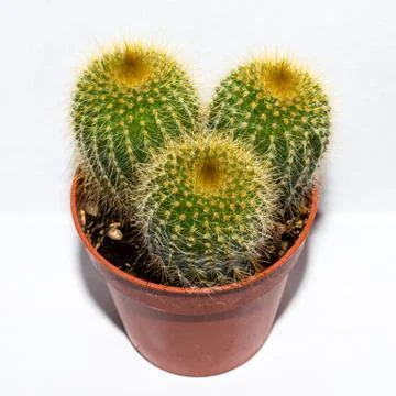 Cactus in a pot on a white background.Three small cacti in one pot. Stock Photos