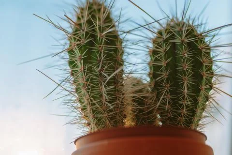 Cactus in pot on windowsill 스톡 사진