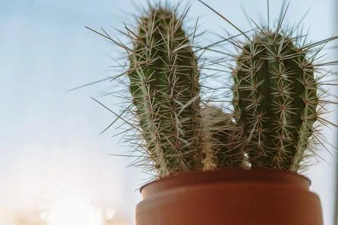 Cactus in pot on windowsill Fotos Stock