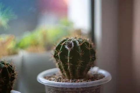Cactus in a pot on the windowsill soft selective focus. Stock Photos
