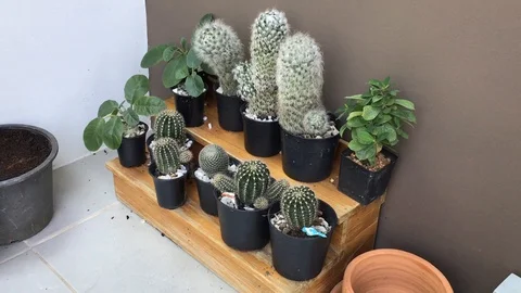 Cactus pot on wooden step  Stock Footage