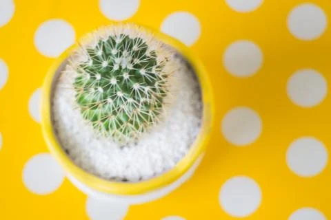 Cactus in pot on yellow dot table Stock-Fotos